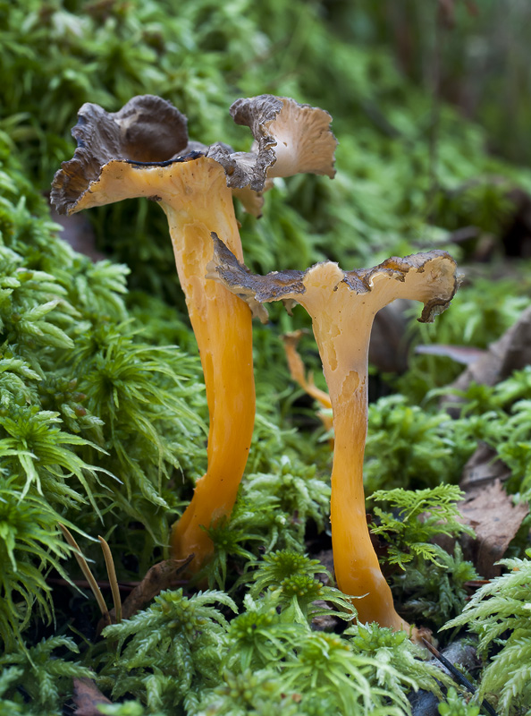 Cantharellus aurora